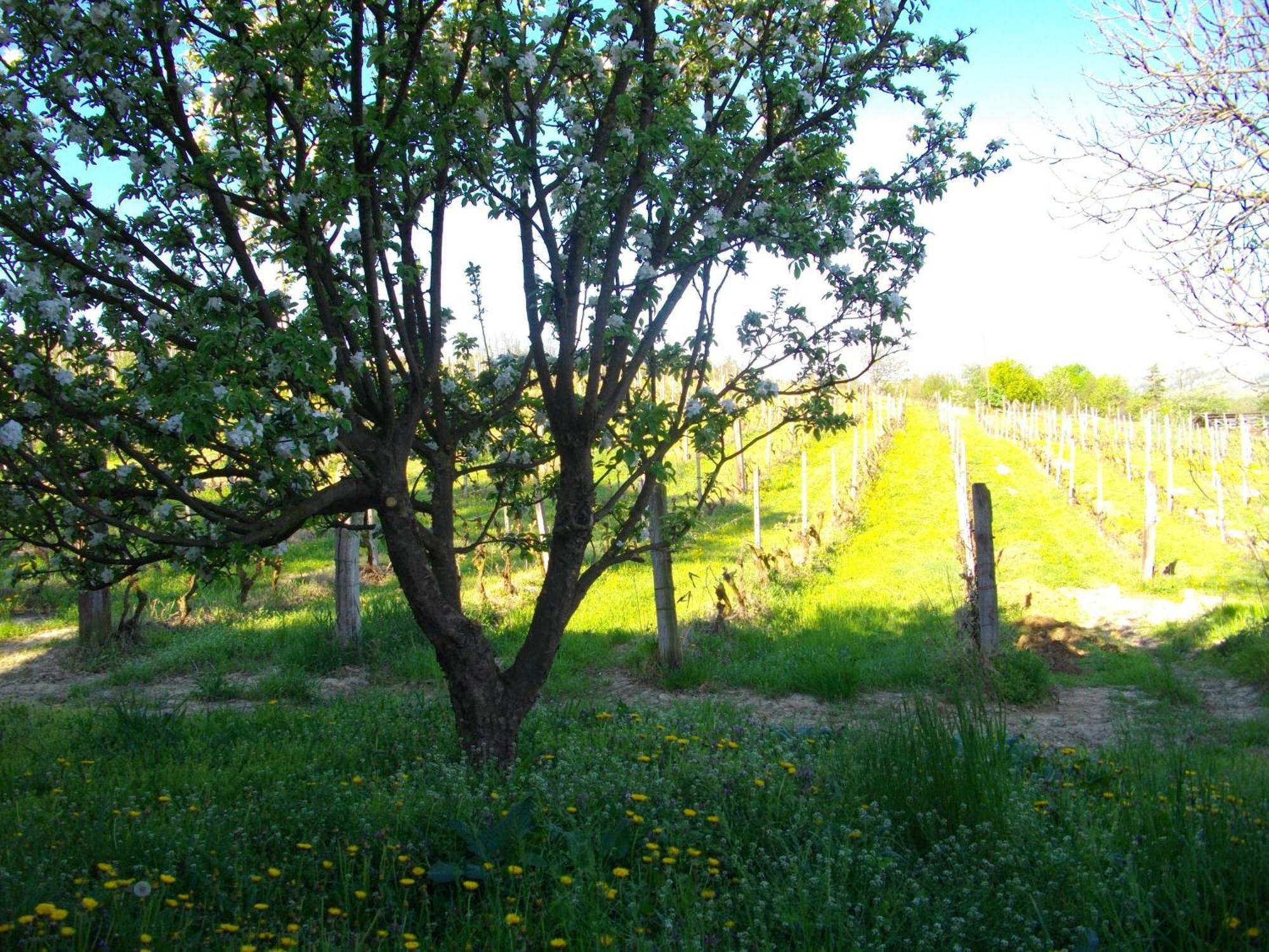 La Martinella Villa Canelli Bagian luar foto